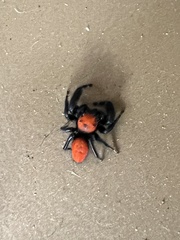 Phidippus cardinalis