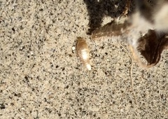 Atelurinae