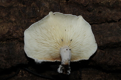 Ossicaulis lignatilis