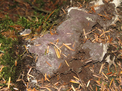 Bionectriaceae