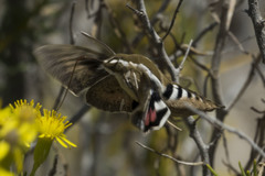 Hyles euphorbiarum