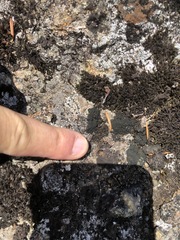 Pseudephebe pubescens