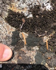 Pseudephebe pubescens