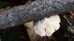 Neofavolus americanus