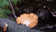 Neofavolus americanus