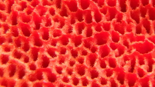 Northern Cinnabar Polypore