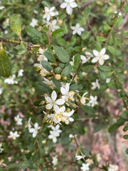 Asterolasia asteriscophora albiflora