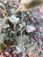 Heliopetes ericetorum