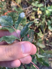 Stigmella rosaefoliella