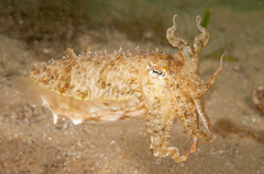 Sepia plangon