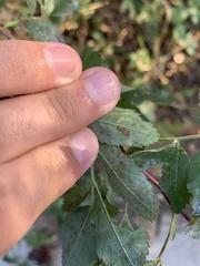 Stigmella rosaefoliella