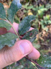 Stigmella rosaefoliella