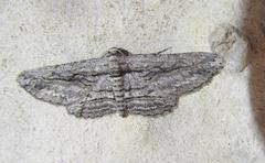 Iridopsis obliquaria