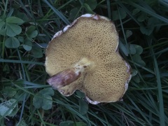 Suillus punctipes