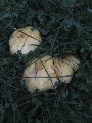 Suillus punctipes