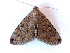 Toxonprucha pardalis