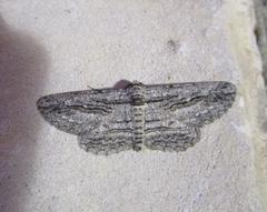 Iridopsis obliquaria