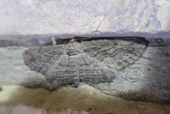 Iridopsis obliquaria