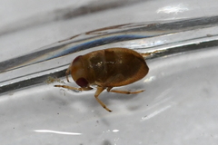 Neoplea striola