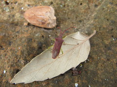 Plinachtus imitator