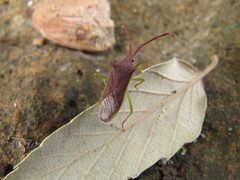 Plinachtus imitator