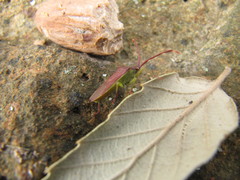 Plinachtus imitator