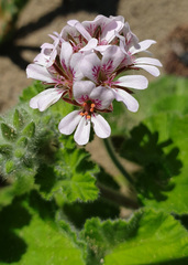 Pelargonium australe