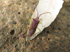 Plinachtus imitator