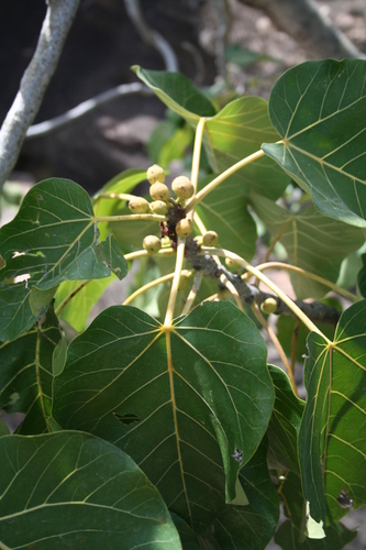Large-leaved rock fig