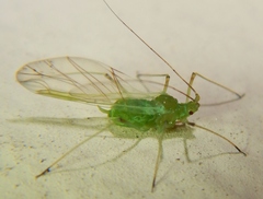 Acyrthosiphon pisum