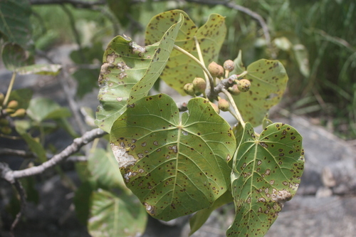Large-leaved rock fig