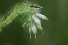 Lithospermum bejariense