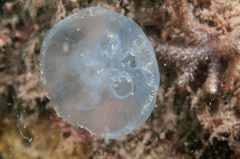 Aurelia coerulea