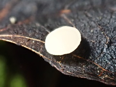 Hymenoscyphus immutabilis