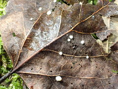 Hymenoscyphus immutabilis