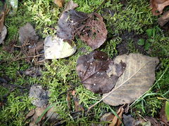 Hymenoscyphus immutabilis