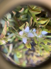 Boronia parviflora