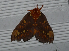 Citheronia bellavista