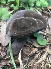 Tylopilus griseocarneus