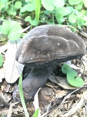 Tylopilus griseocarneus