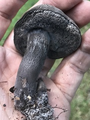 Tylopilus griseocarneus