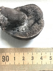 Tylopilus griseocarneus