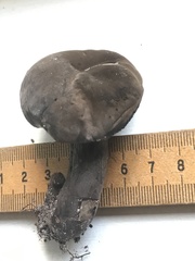 Tylopilus griseocarneus