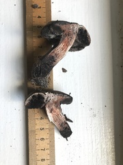 Tylopilus griseocarneus