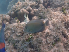 Acanthurus nigrofuscus
