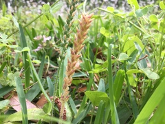 Plantago virginica