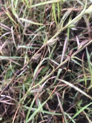 Centranthera cochinchinensis