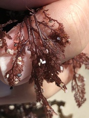 Microcladia coulteri