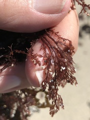 Microcladia coulteri