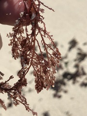 Microcladia coulteri